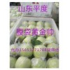 15653271708供应 山东平度膜袋黄金帅