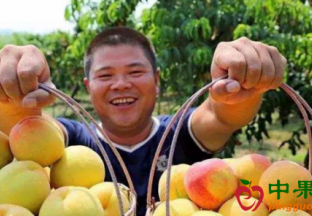 山东沂水：水果价格高位运行 ()