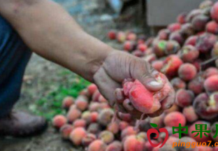 陕西礼泉：“滞销”闹剧何时休 ()