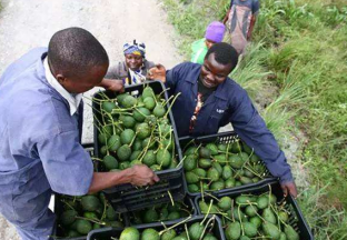 肯尼亚成我国首个牛油果非洲输入国 ()