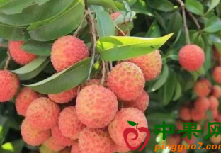 重庆涪陵：“涪陵龙眼荔枝”喜登三甲 ()