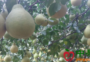 贵州岑巩：全力打造亿元精品水果产业 ()