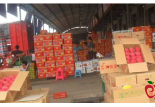 广东深圳：全力打造水果出口“快车道” ()