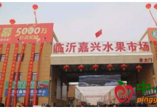 山东临沂：柚子销量增长明显 ()