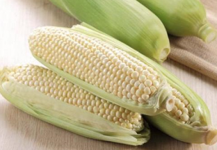 甘肃和政县：水果玉米畅销南方多地 ()