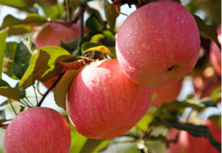 陕西水果推介会成功在南宁举行 ()