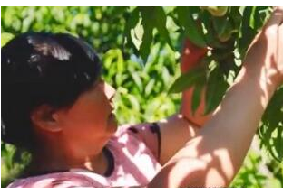 新疆水果俏销25国 ()