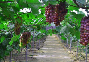 贵州关岭：发展精品水果产业 带动百姓致富 ()