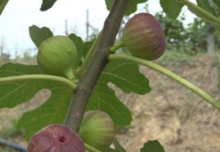 湖南津市：发展无花果产业 带动百姓致富 ()