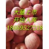 红富士苹果大量上市