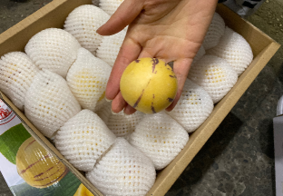 云南石林：人参果价格低迷 ()