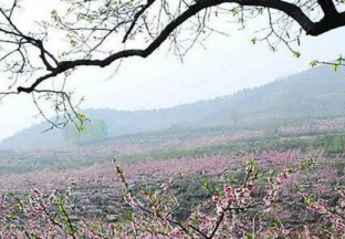 山东沂源：打通桃木产业全价值链 ()