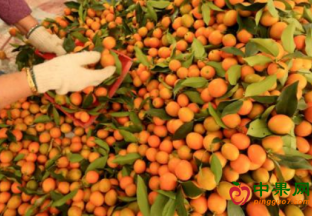 融安金桔成市场新宠 ()