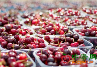 四川汶川：甜樱桃售价腰斩 ()