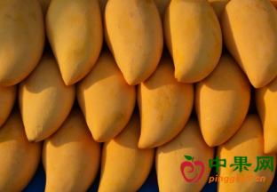 缅甸芒果出口保持稳定 ()