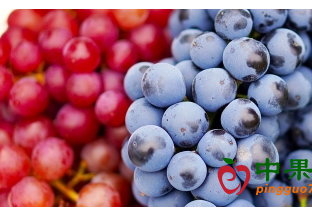 中国鲜食葡萄出口量将创历史记录 ()