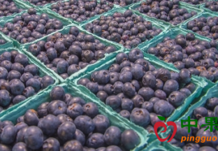 赞比亚蓝莓获准输华 ()