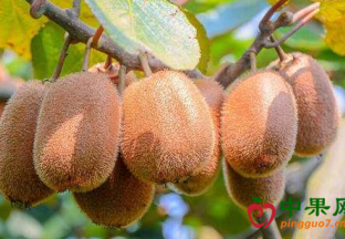 陕西眉县猕猴桃电商销售火热 ()