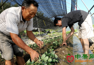 京郊草莓移栽开始 ()