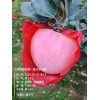 甘肃正宁苹果现已脱袋