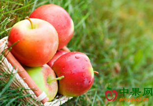 昆明：鲜果“实惠”当道 ()