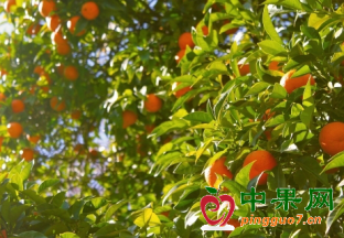 柑橘成熟季 价格直线下跌 ()