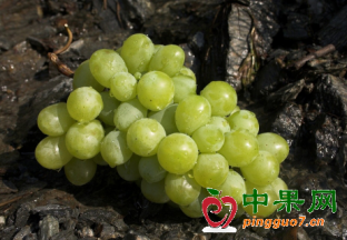 秘鲁：鲜提出口行情火爆 ()