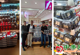 首批智利蓝莓抵沪 ()