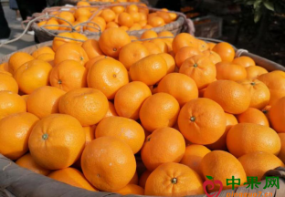 黄岩蜜桔“重返”上海滩 ()