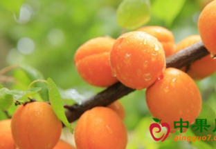 澳洲劳工短缺  水果或将涨价 ()