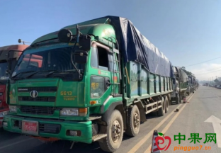 进口香蕉货车拥堵严重 ()
