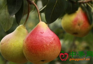 中国鲜梨出口爆增七成 ()