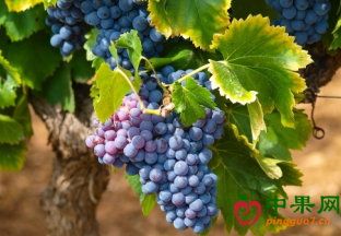 秘鲁葡萄当季出口告急 ()