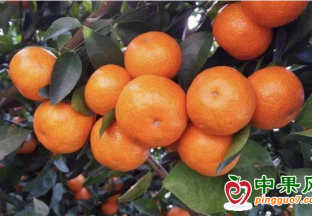 果农急售 砂糖橘价格急跌 ()