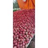 自家果园大量红星上市价格不高质量很好