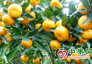 “桔座说桔事” 助力南丰蜜桔高质量发展 ()