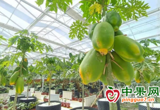 30多种南方水果成了大连新“特产” ()