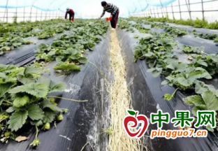 菠萝味草莓受到市场追捧 ()