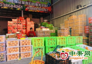 云南曲靖：水果市场开启春节模式 ()