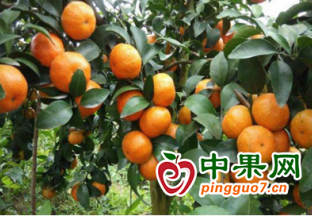 广西钦南区：水果产业增产增收 ()