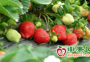 安徽泉阳镇：发展特色种植 振兴乡村脱贫攻坚 ()