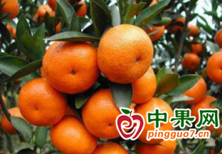 荔浦沙糖桔品牌战略发布会在北京举办 ()