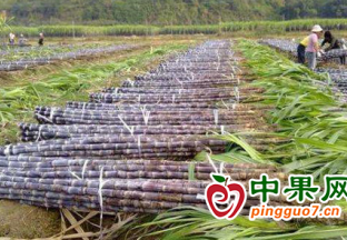 广西田林：甘蔗丰产 农民实现增收 ()