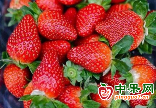 多雨天气致草莓价高量少 ()