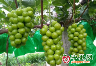 广东阳西县：阳光玫瑰喜获丰收 ()