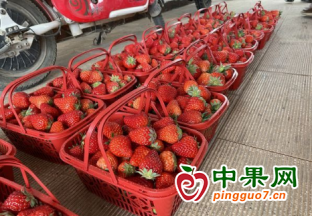 武汉：草莓大量上市，价格跌了近一半 ()