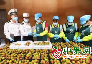 广东今年首批荔枝出口加拿大 ()