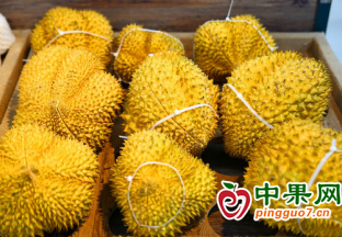 3000吨新鲜榴莲搭乘快船抵达南沙港区 ()