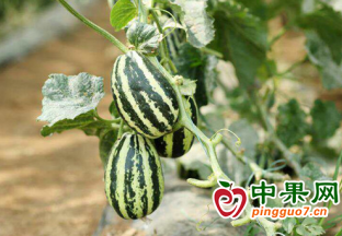 连云港沙河镇：千亩甜瓜甜蜜来袭 ()