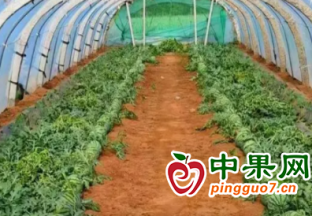 苍山夏家庄：1200余亩沙瓤西瓜成熟上市 ()